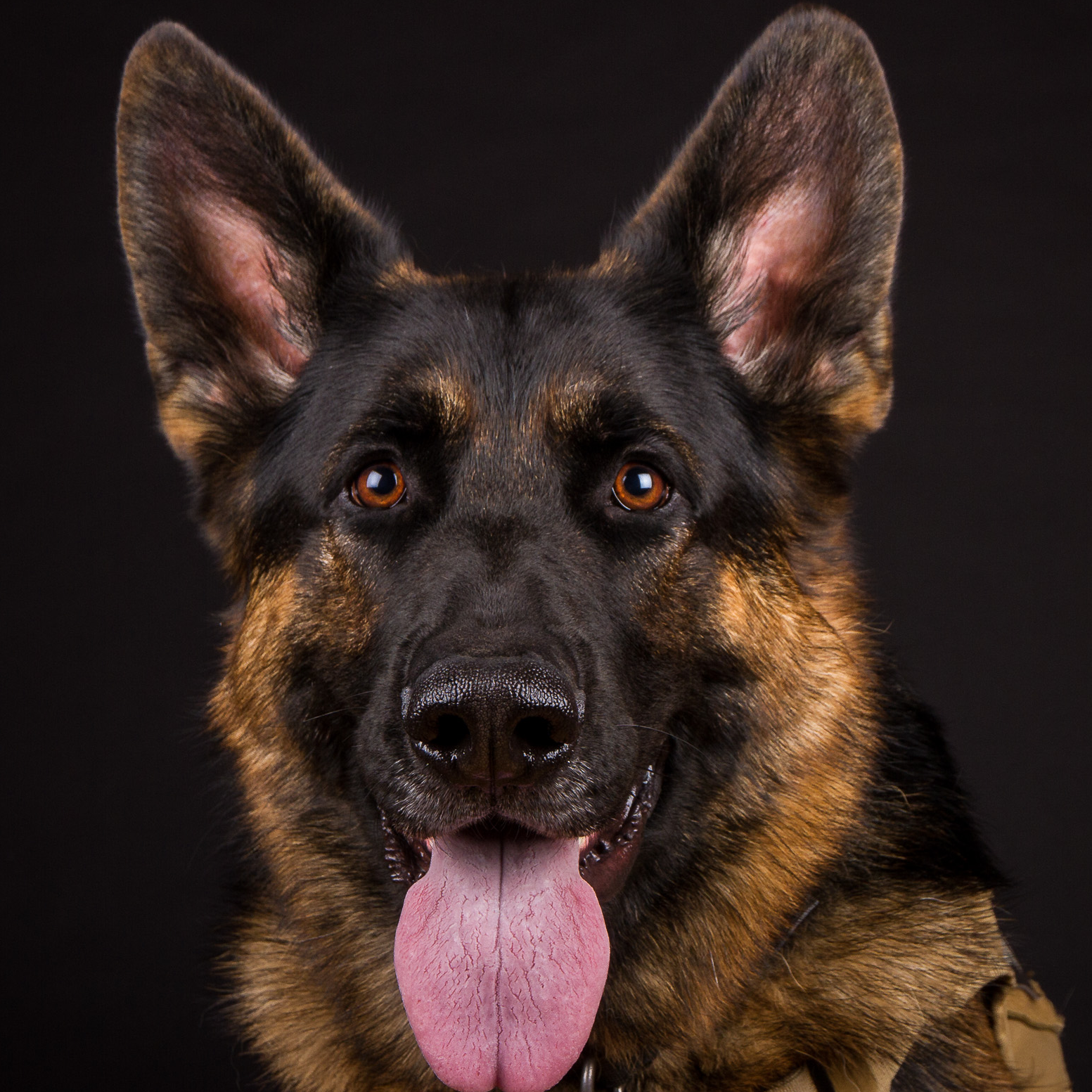 Dog 2