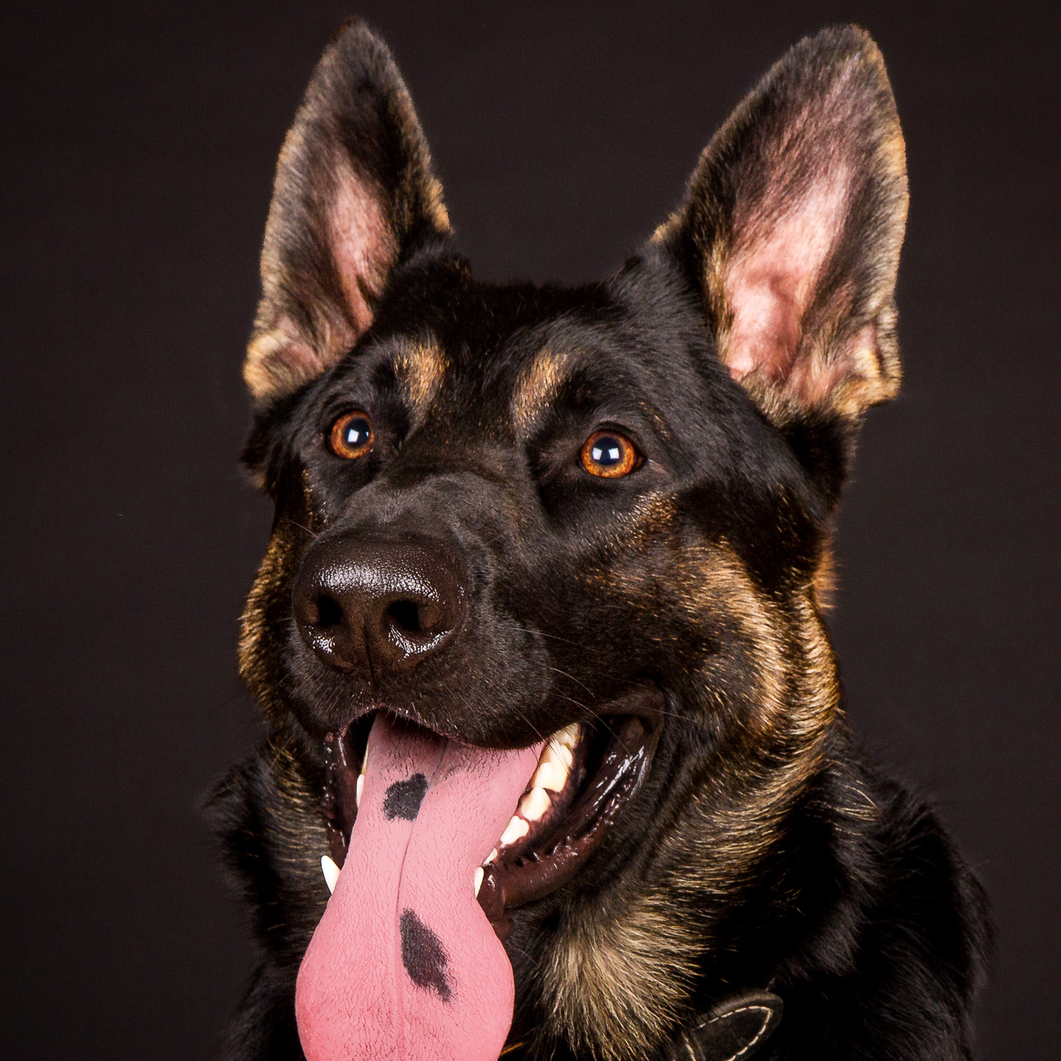 Dog 3